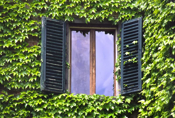 Fenster und Efeu — Stockfoto