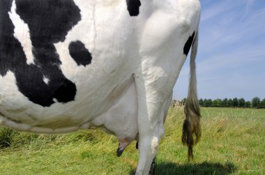 Dutch milk cow at the farm clipart