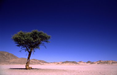 Tree in the desert clipart