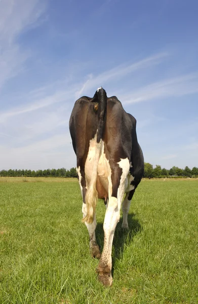 Vacca da latte olandese in azienda — Foto Stock