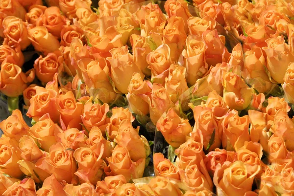 Stock image Several roses at a flower shop