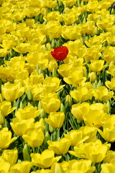 Keltainen tulppaanipelto — kuvapankkivalokuva