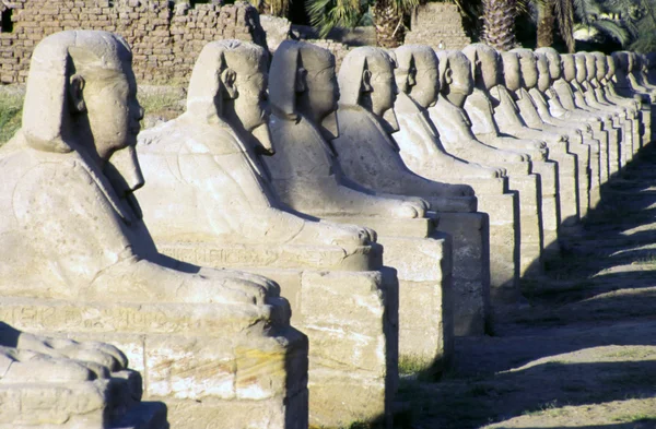 Line of sphinxes — Stock Photo, Image