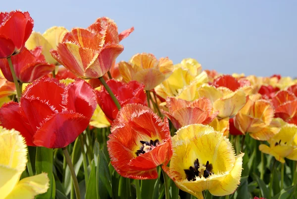 ŚMulto barevný Tulipán pole — Stock fotografie