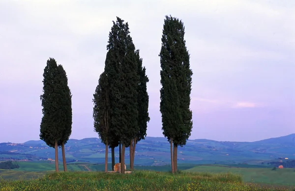 Drzewa w Toskanii — Zdjęcie stockowe