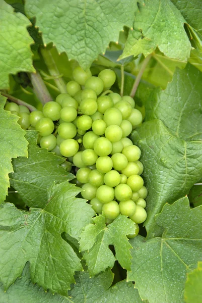 Young grapes — Stock Photo, Image