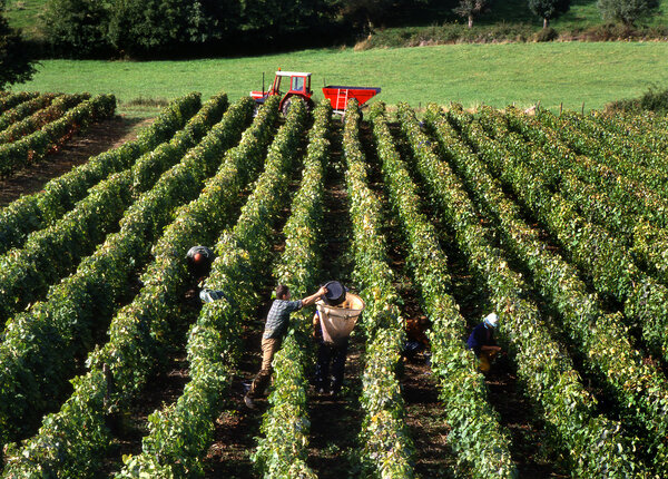 Grape harvest