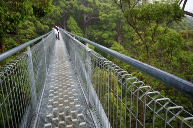 Treetop yürüyüş yolu