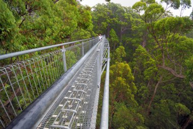 Treetop walk path clipart