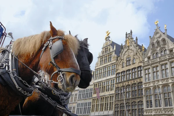 Hästar i Antwerpen — Stockfoto