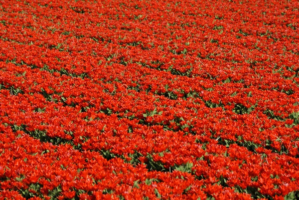Rode tulp veld — Stockfoto