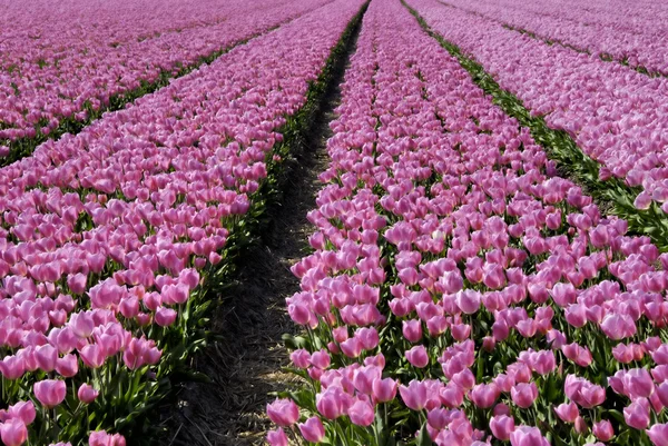Campo de tulipán —  Fotos de Stock