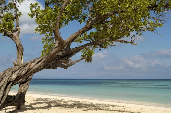 Пляж с зеленым деревом на Кубе — стоковое фото