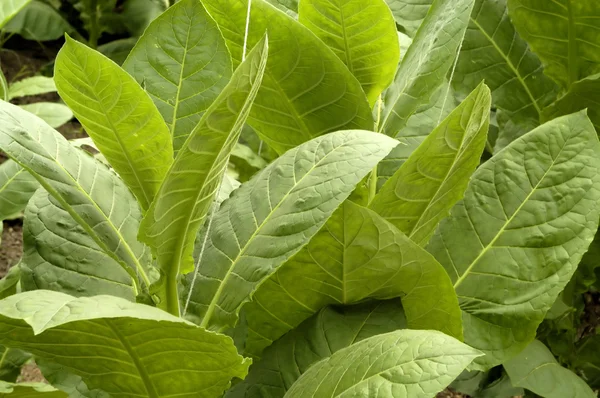 Green tobacco leafs — Stock Photo, Image