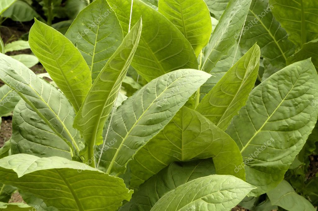 Green tobacco leafs Stock Photo by ©jehoede 8639692