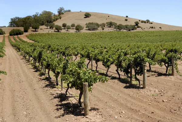 Vineyard in Australia — Stock Photo, Image