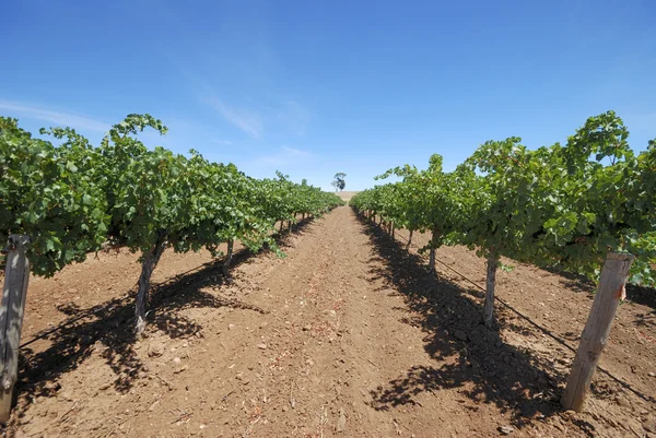 Виноградники Австралии — стоковое фото