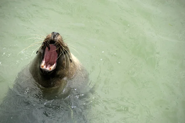 stock image Walrus