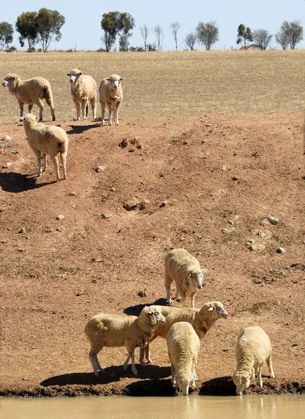 Stock image Australian sheep