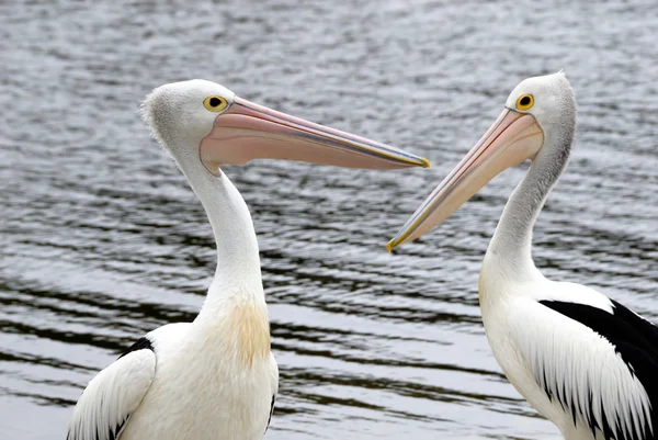 Stock image Two pelicans