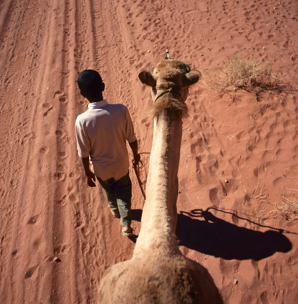Μια καμήλα ταξίδι στην έρημο — Stockfoto