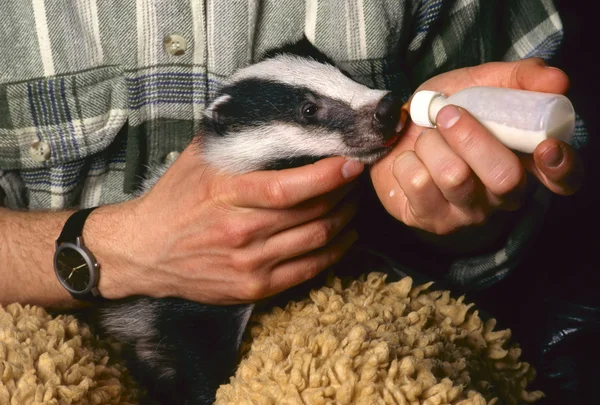stock image Orphan badger gets milk