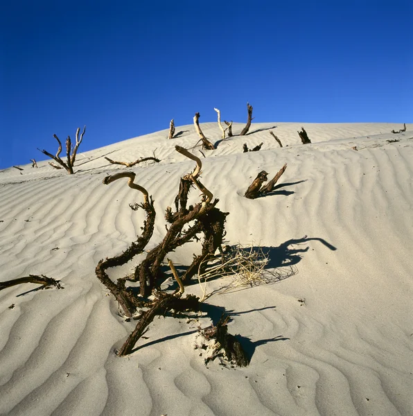 Legno morto, Valle della morte — Foto Stock