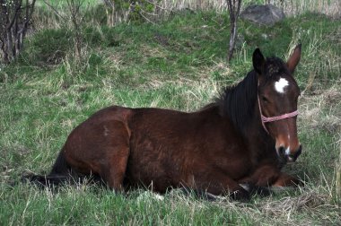 caballo blanco