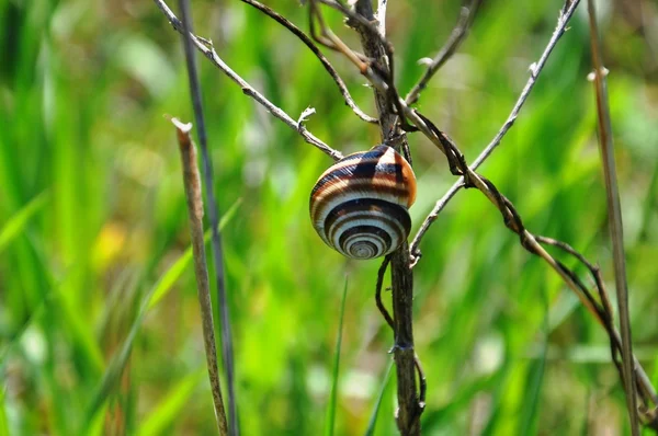 Green field with snail — Stock Photo, Image