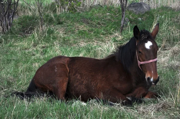 Horse sitting — Stock Photo, Image