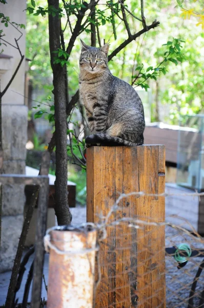 Gato sentado — Foto de Stock