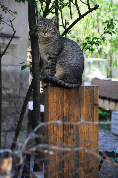 Кішка сидить — стокове фото