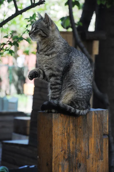 Cat sitting — Φωτογραφία Αρχείου