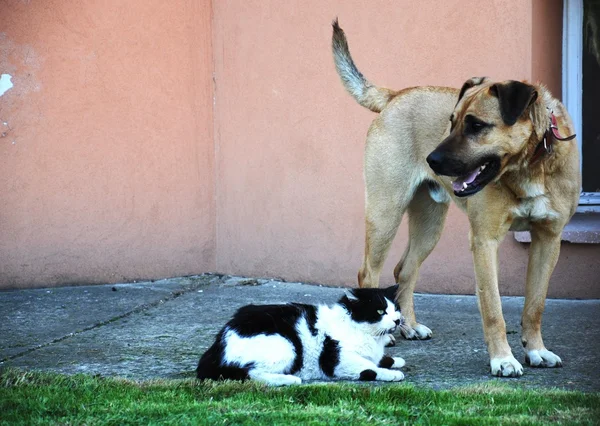 Kočka a pes — Stock fotografie