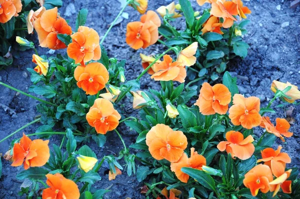 Fleurs orange — Photo