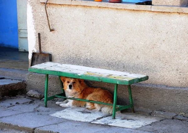 Собака під банком — стокове фото