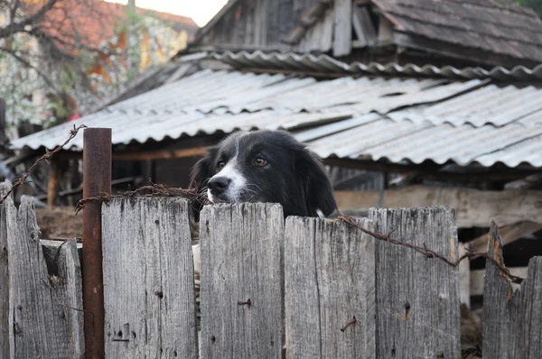 Dog on the fence — Stock Photo, Image