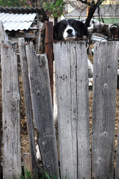 Σκύλος στο φράχτη — Φωτογραφία Αρχείου