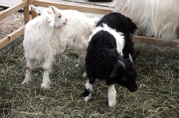 stock image Baby goats