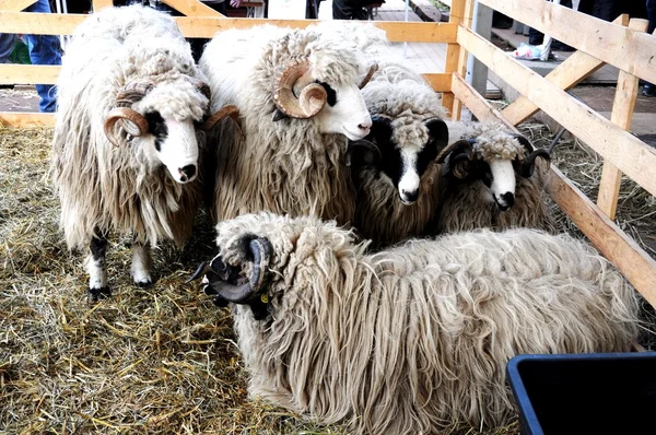 stock image White sheeps