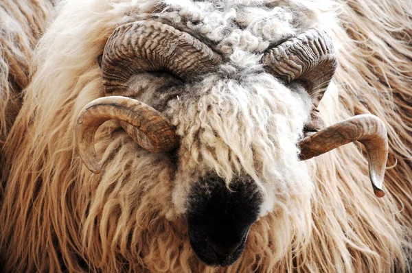 stock image White sheep