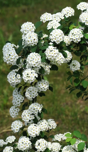 Hvite blomster – stockfoto