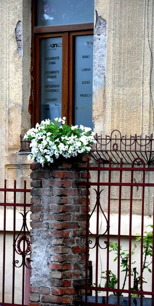Fence and white flowers — Stock Photo, Image