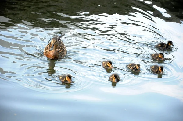 Patos en el río — Foto de Stock