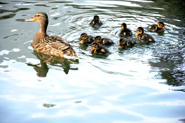 Ducks on the river — Stock Photo, Image