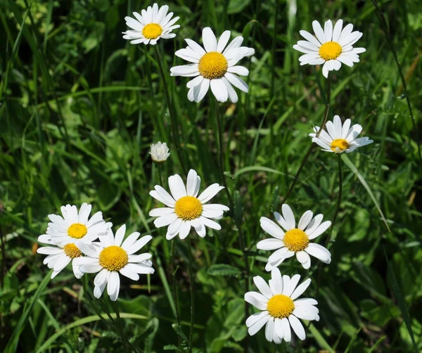 stock image Ox-eye daisy