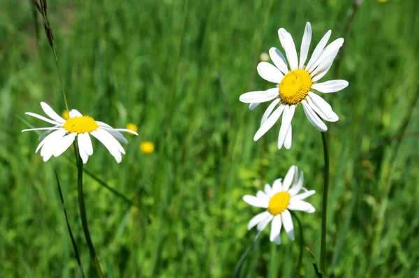 stock image Ox-eye daisy