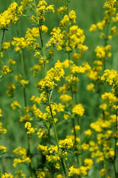 stock image Yellow flowers