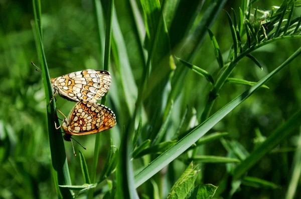 Метелики — стокове фото