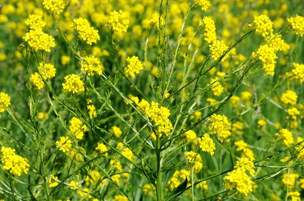 stock image Yellow flowers